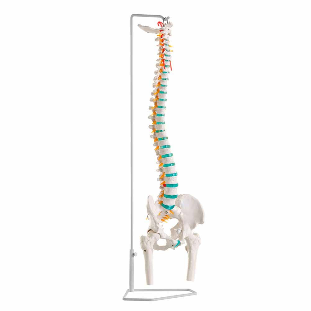 Erler Zimmer Flexible Vertrebral Column, with Femur Heads
