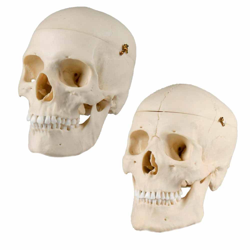 Erler Zimmer Adult Skull, Separable, Male/Female