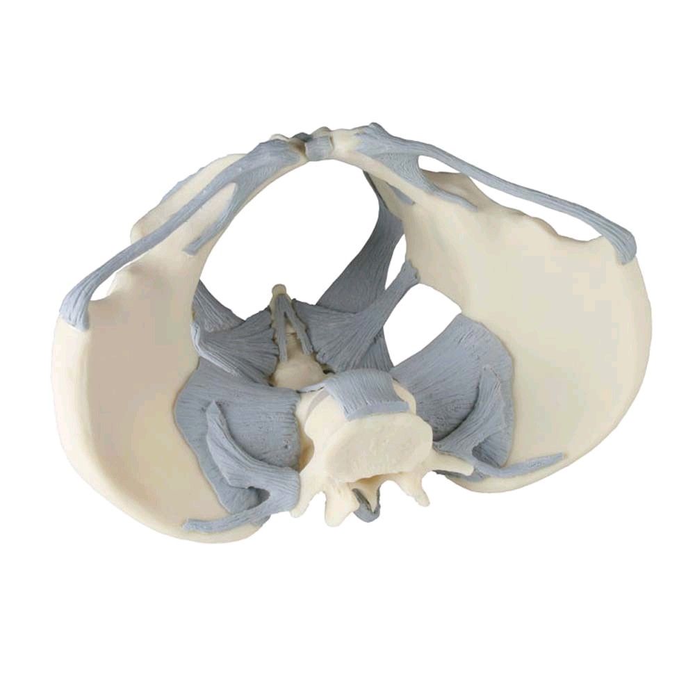 Erler Zimmer Female pelvic skeleton with ligaments, irreducible