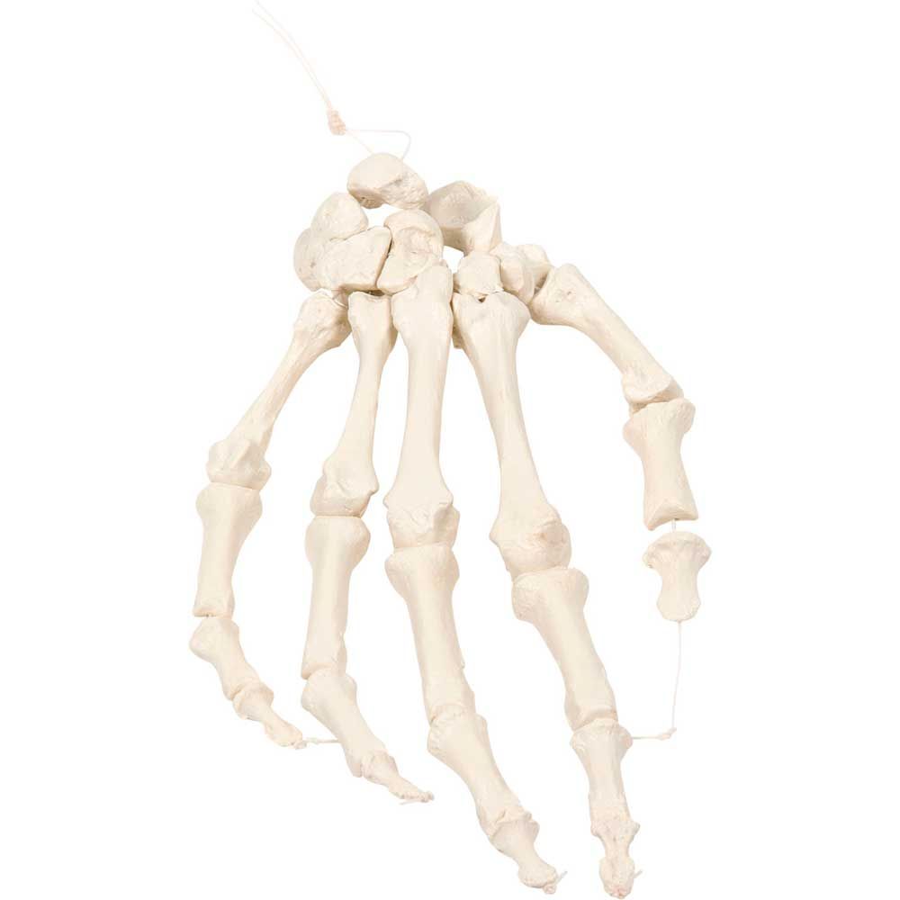 Erler Zimmer Hand Skeleton Model, on Nylon