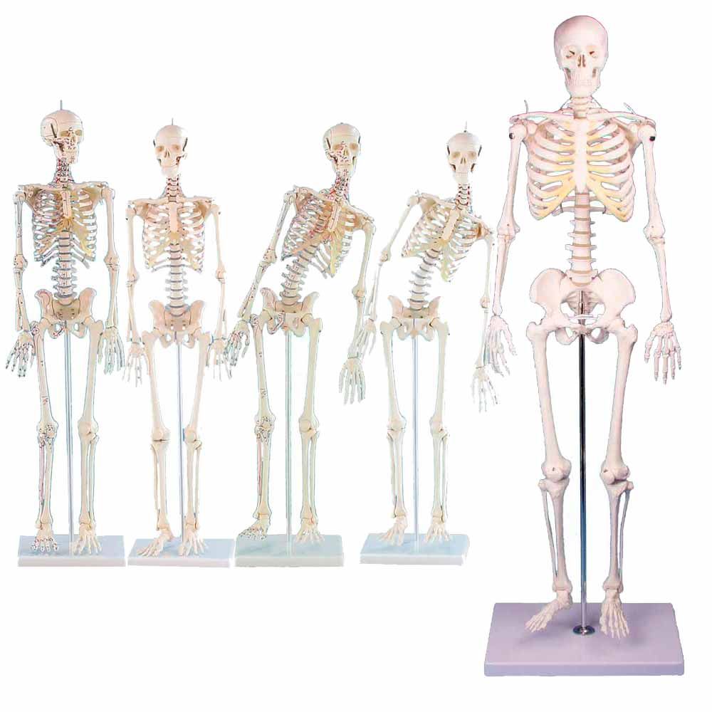 Erler Zimmer Miniature Skeleton, Different Variants
