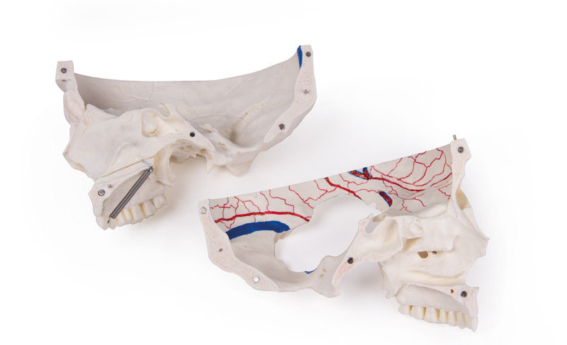 Erler Zimmer Model, Demonstration Skull, 14 Parts