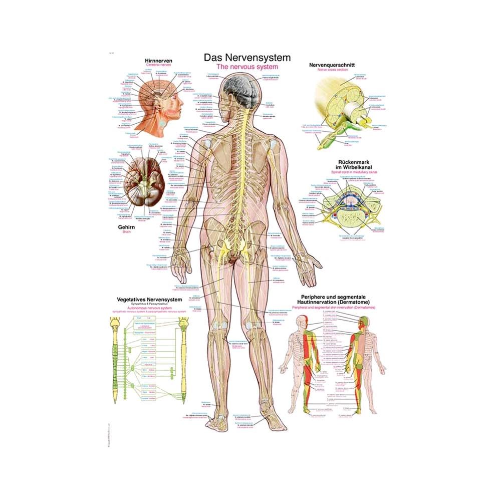 Erler Zimmer anatomical chart "The nervous system", 70 x 100 cm
