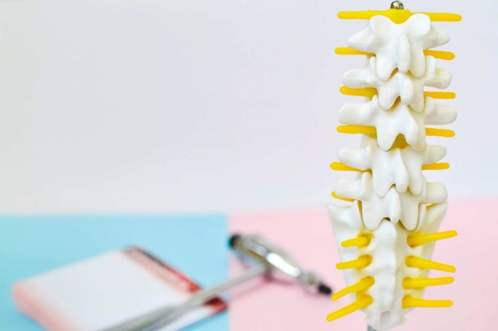 An anatomical spine model as illustrative material with doctor Anatomical models serve to better illustrate and educate the patient