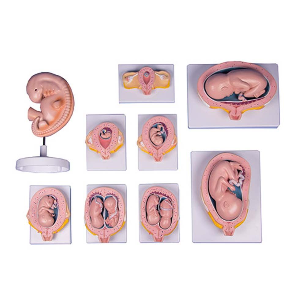 Erler Zimmer Set - Pregnancy, 9 Models, Life Size