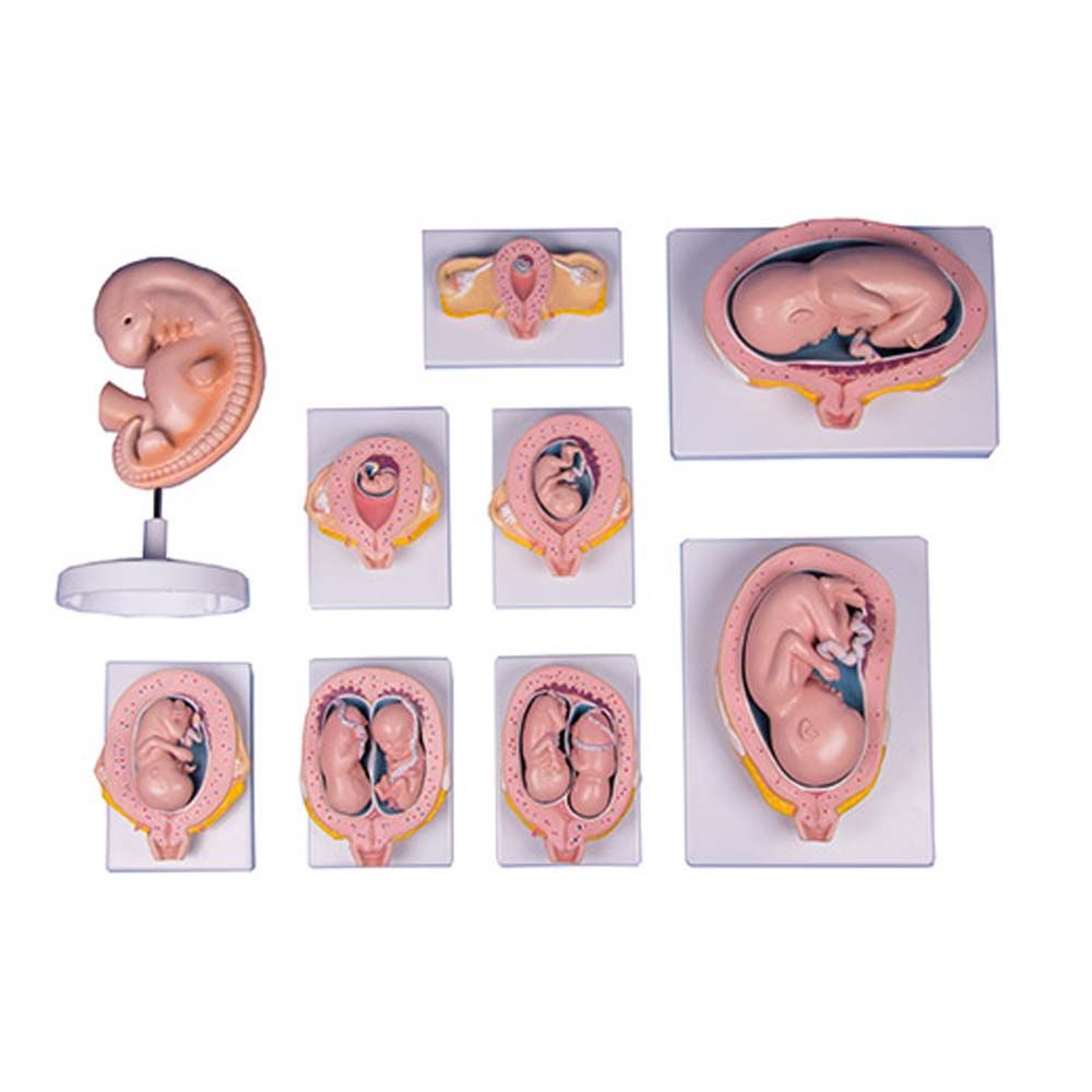 Erler Zimmer Set - Pregnancy, 9 Models, Life Size