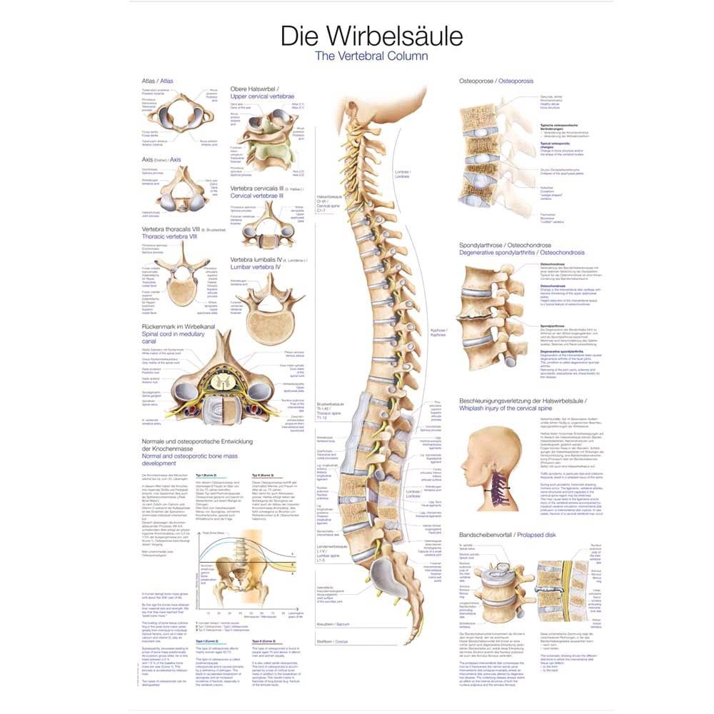 Erler Zimmer The Spine Anatomical Posters, 70x100cm
