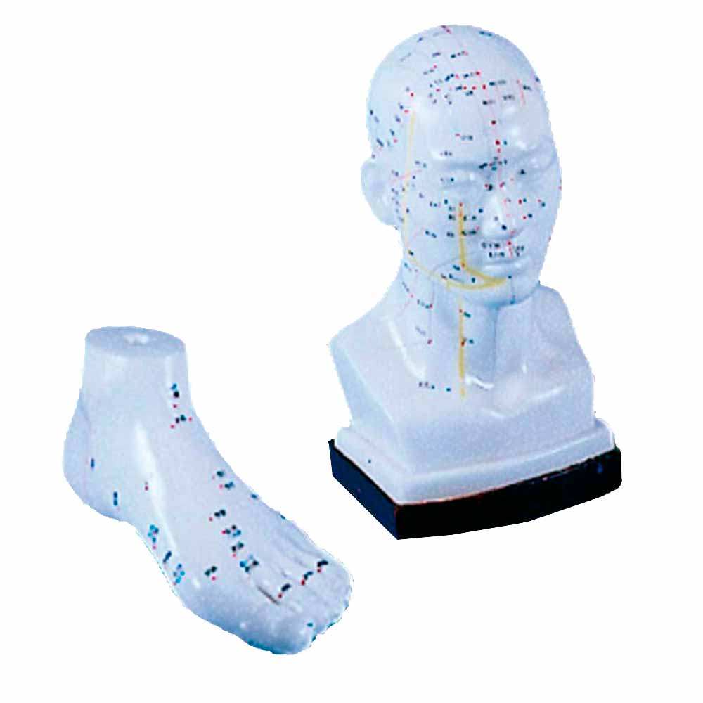 Erler Zimmer Chinese Acupuncture Model, Head/Foot