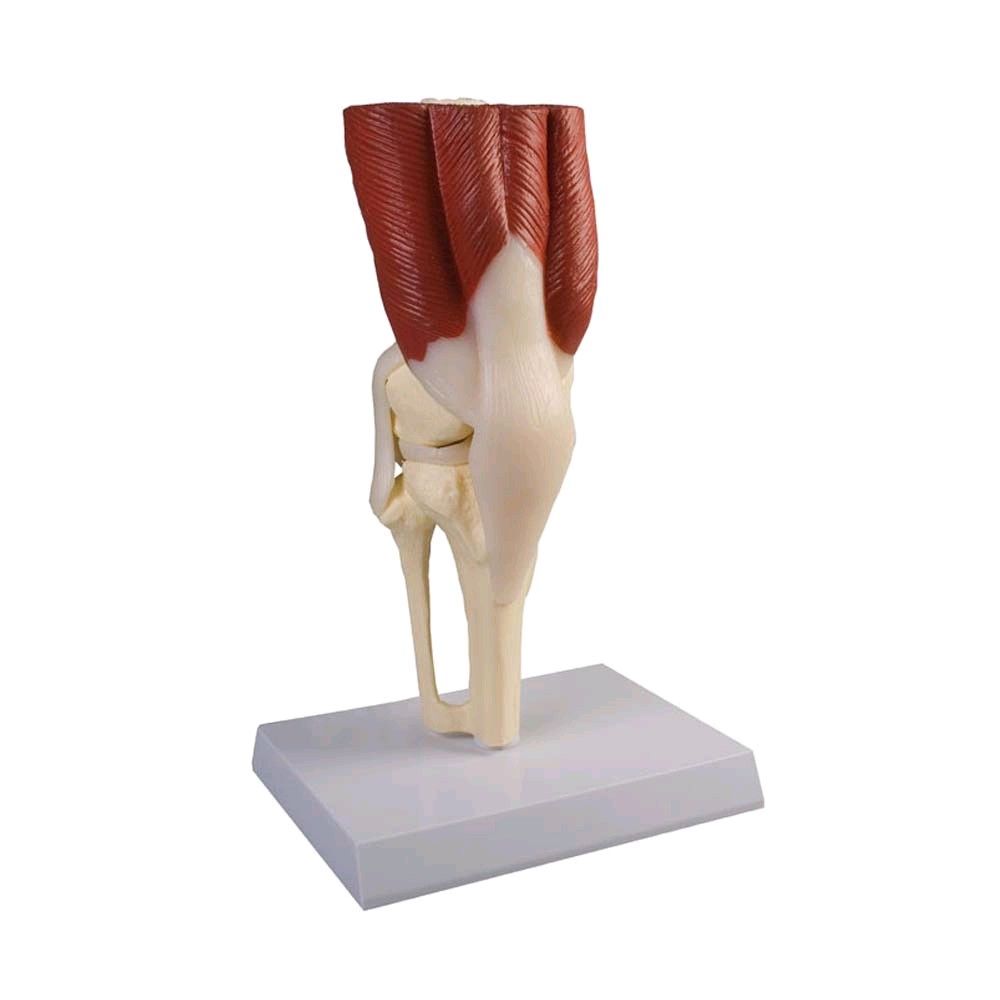 Erler Zimmer anatomy muscle model of the knee joint, lifesize