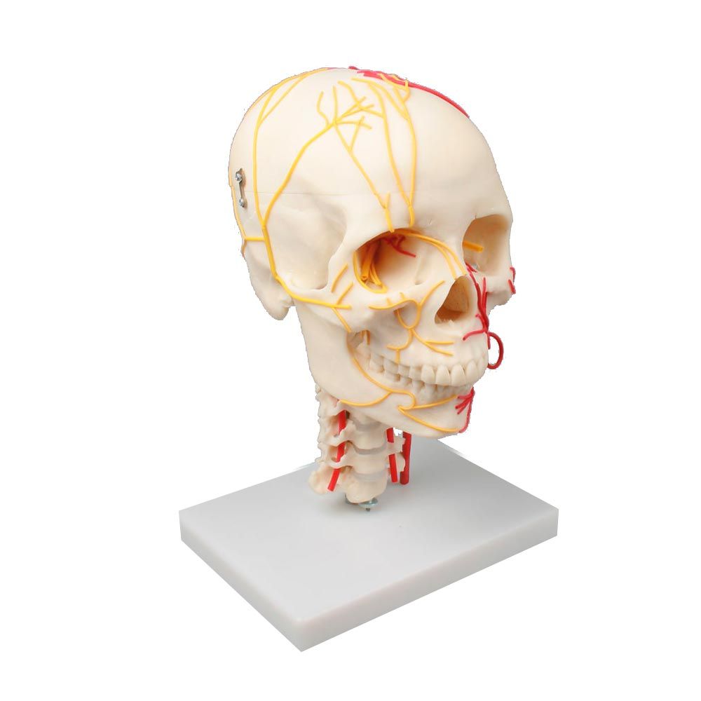 Erler Zimmer Model, Neurovascular Skull, Adult Skull