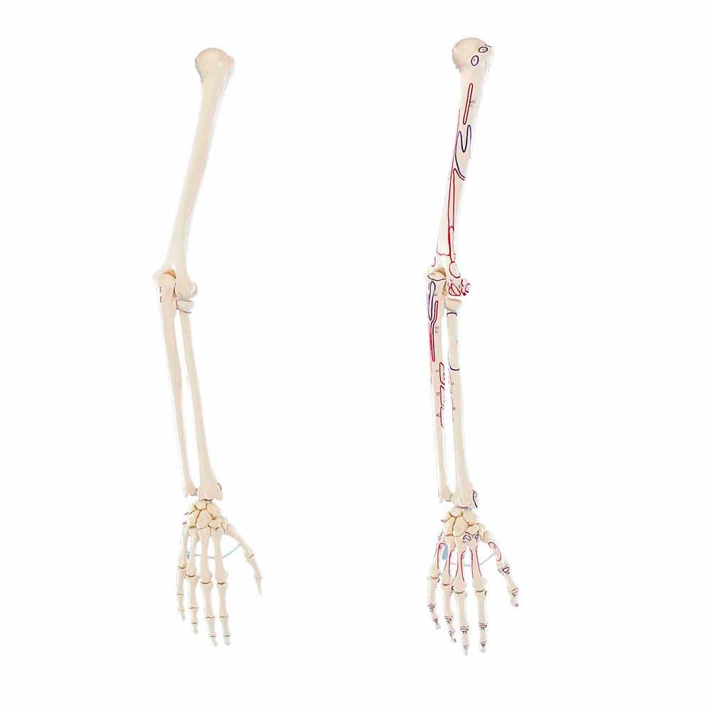 Erler Zimmer Arm Skeleton with Hand, Different Variants