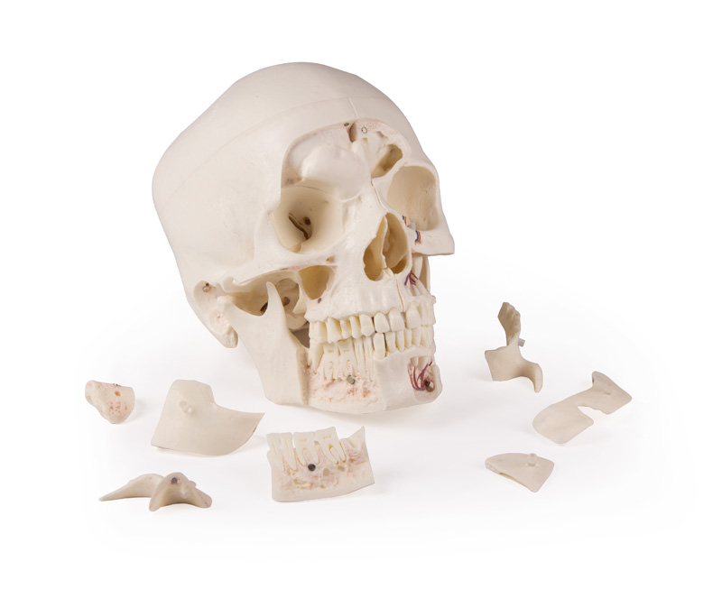 Erler Zimmer Model, Demonstration Skull, 14 Parts