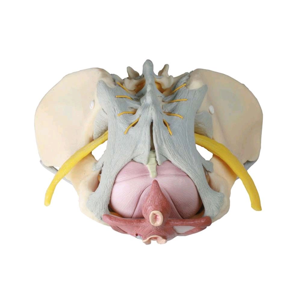 Female Pelvis model with ligaments, nerves pelvic floor, lifesize