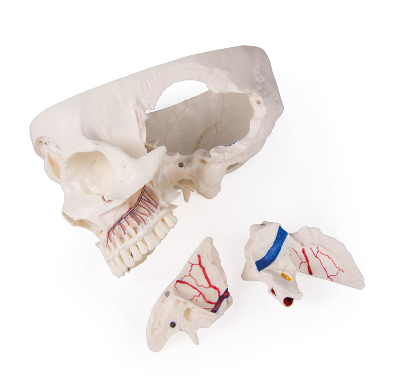 Erler Zimmer Model, Demonstration Skull, 14 Parts