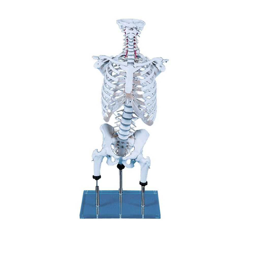 Spine model for the demonstration of malpositions according Zilgrei