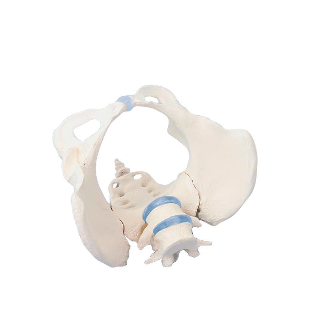 Erler Zimmer Female Pelvis with Sacrum/2 Lumbar Vertebrae, not Movable