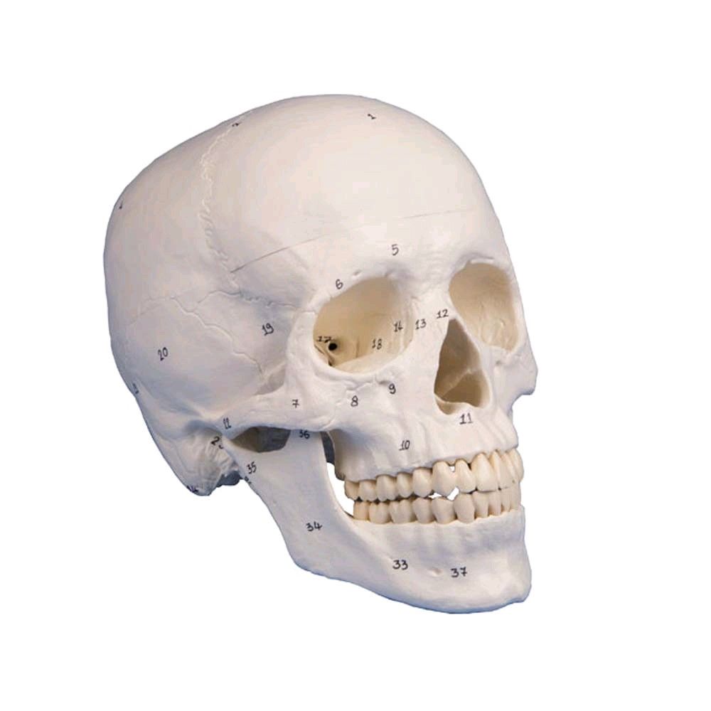 3-piece skull model by Erler Zimmer, anatomical, numbered