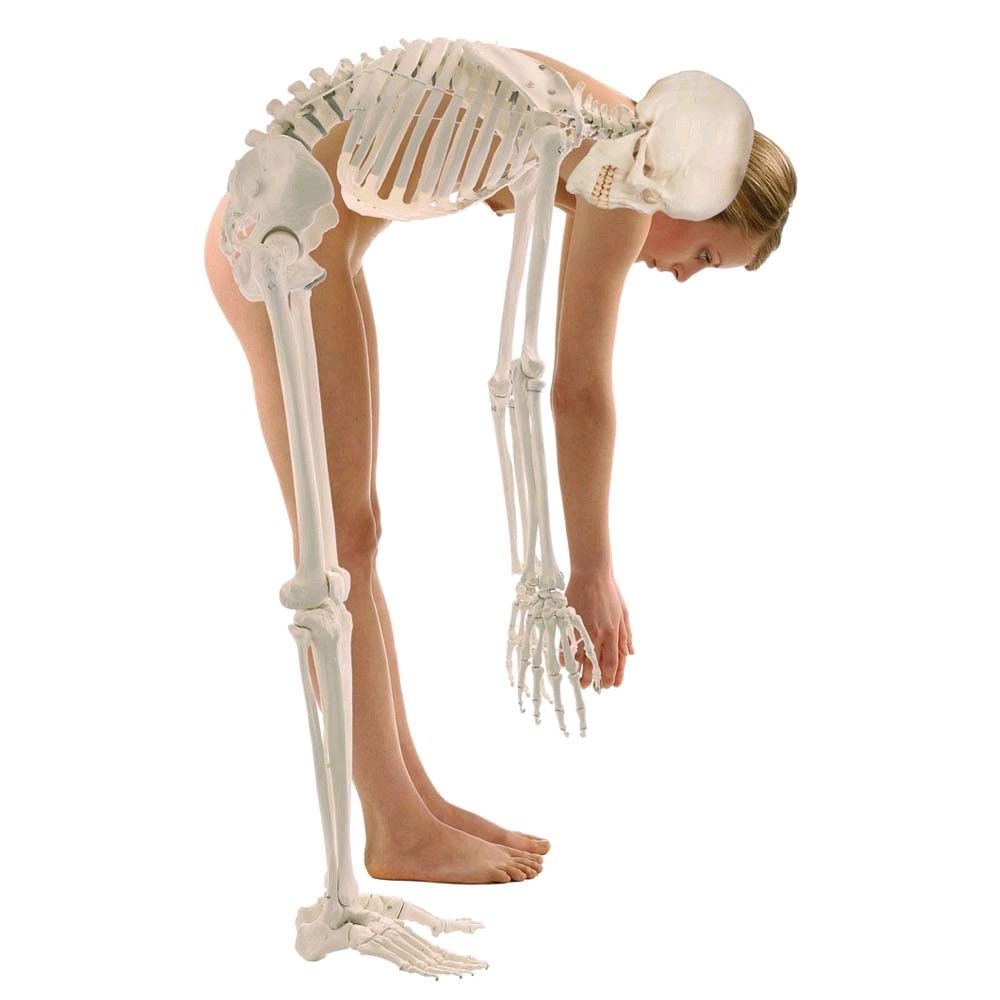 Full body anatomy skeleton 1,76cm, Hugo with movable spinal column