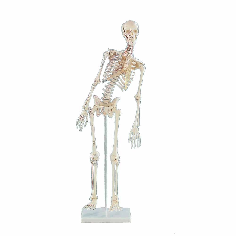 Erler Zimmer Miniature Skeleton "Fred", Movable Muscle Markings
