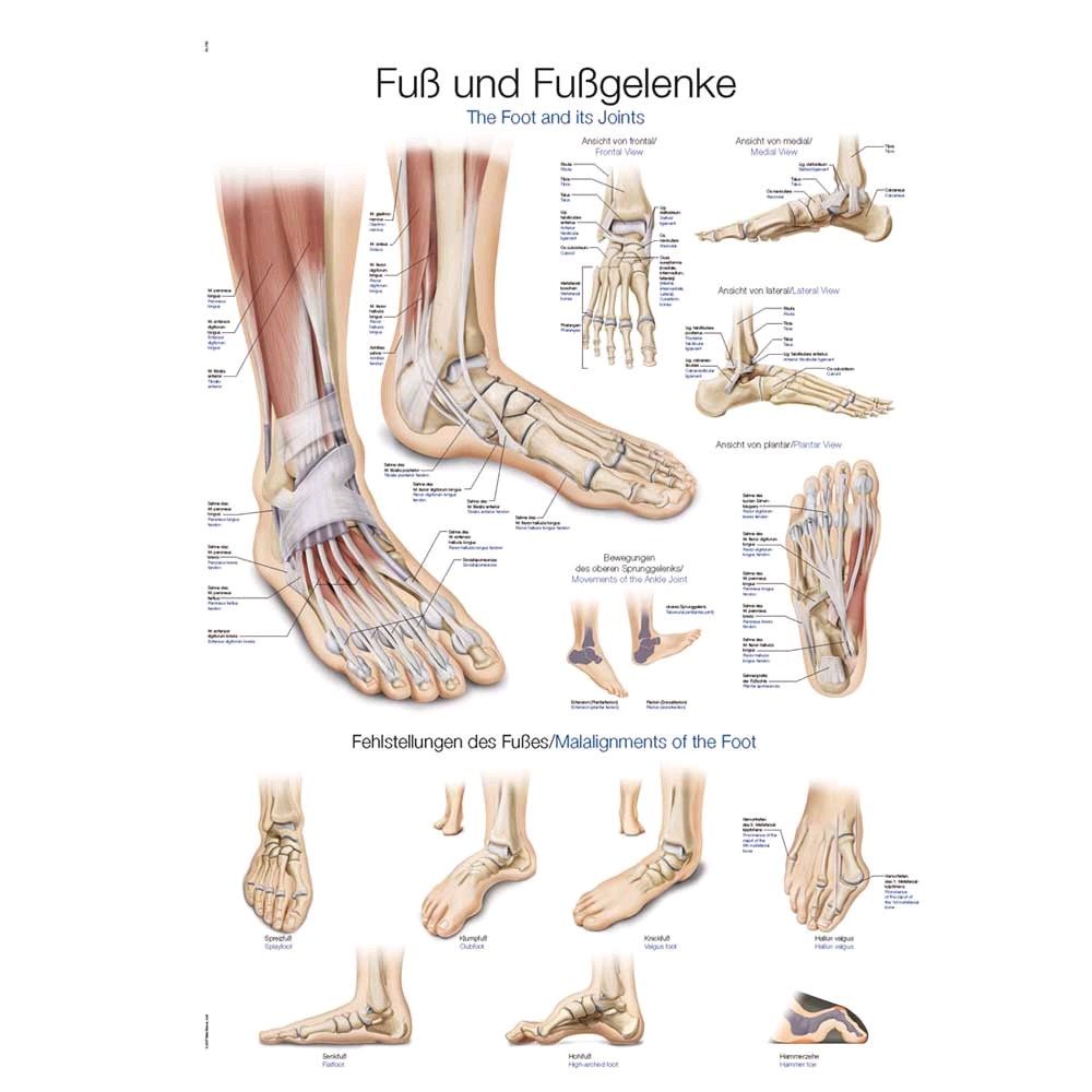 graphic training aid feet and ankles, 50x70cm, Art paper