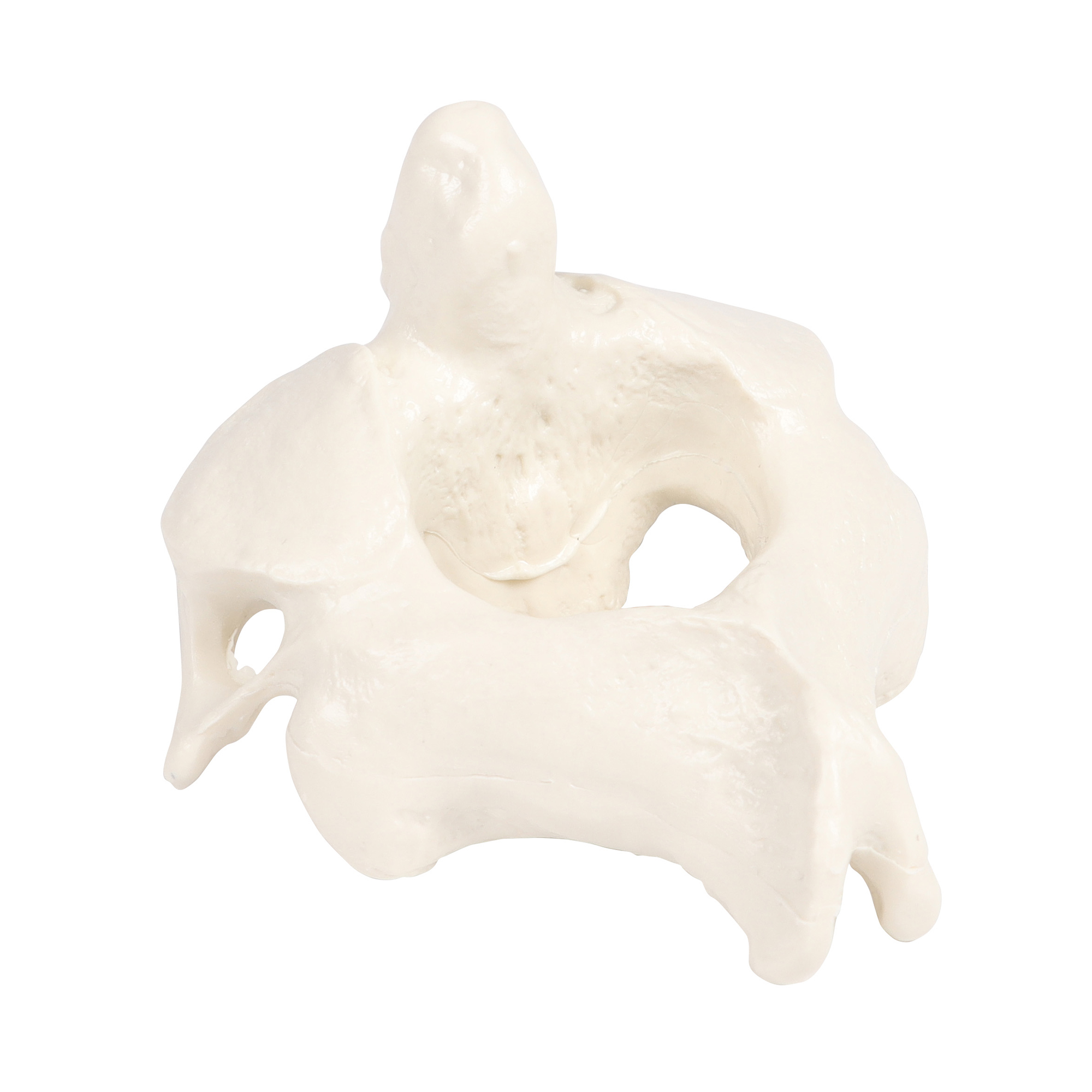 Erler Zimmer Male Vertebral Model, Single, TH2