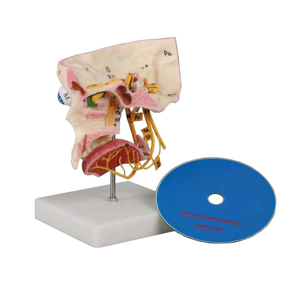 Model of the sense organs of Erler Zimmer, life-size, nomenclature, CD