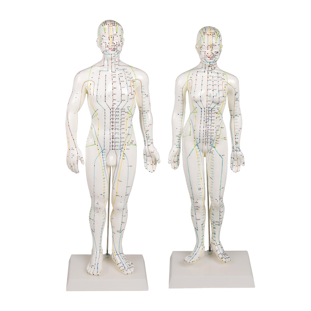 Erler Zimmer Chinese Acupuncture Model, 2 Variants, m/fem. 48/50cm