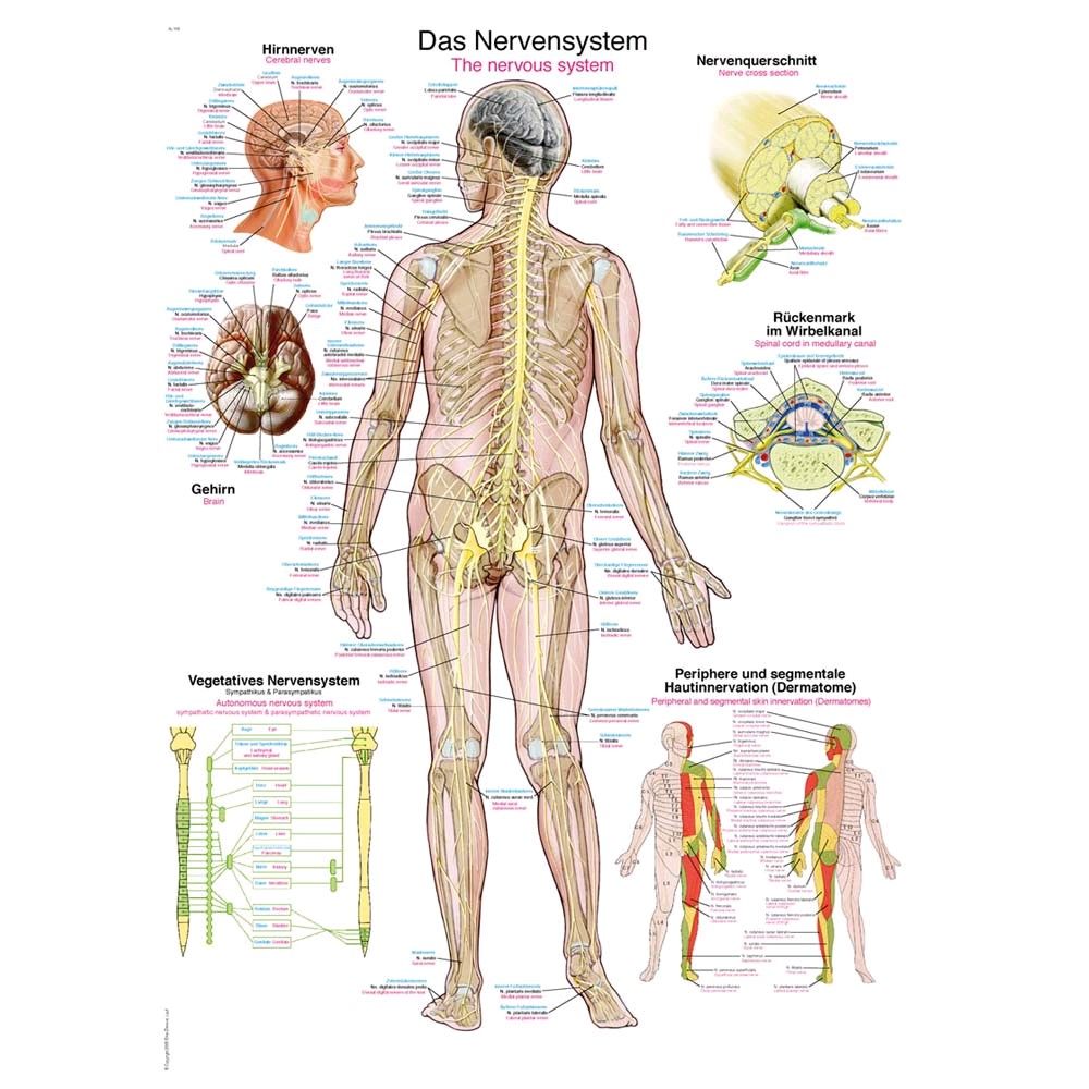 Erler Zimmer anatomical chart "The nervous system", diff. Sizes