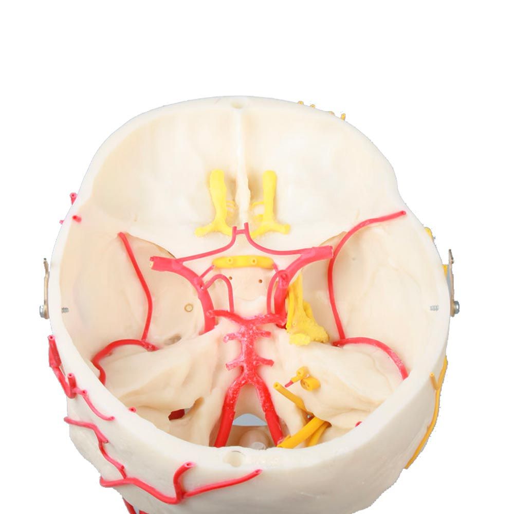 Erler Zimmer Model, Neurovascular Skull, Adult Skull