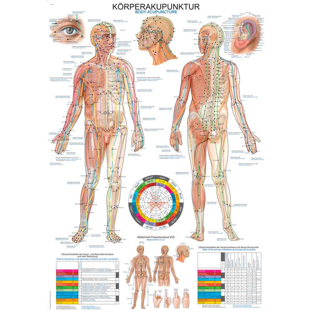 Erler Zimmer Anatomical Chart "Acupuncture", Different Sizes