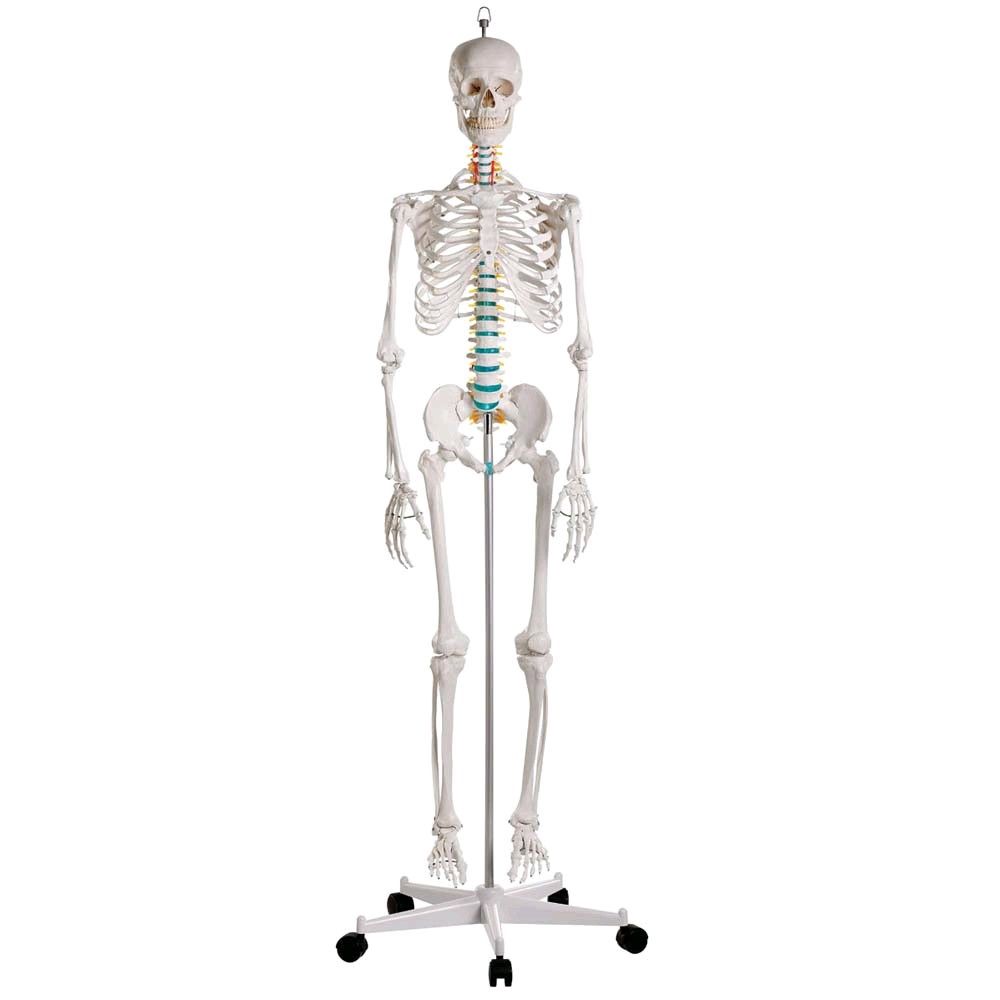 Full body anatomy skeleton male, anatomically movable detachable limb