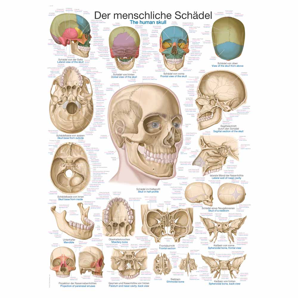 Erler Zimmer Anatomical Chart "The Skull", 50x70cm