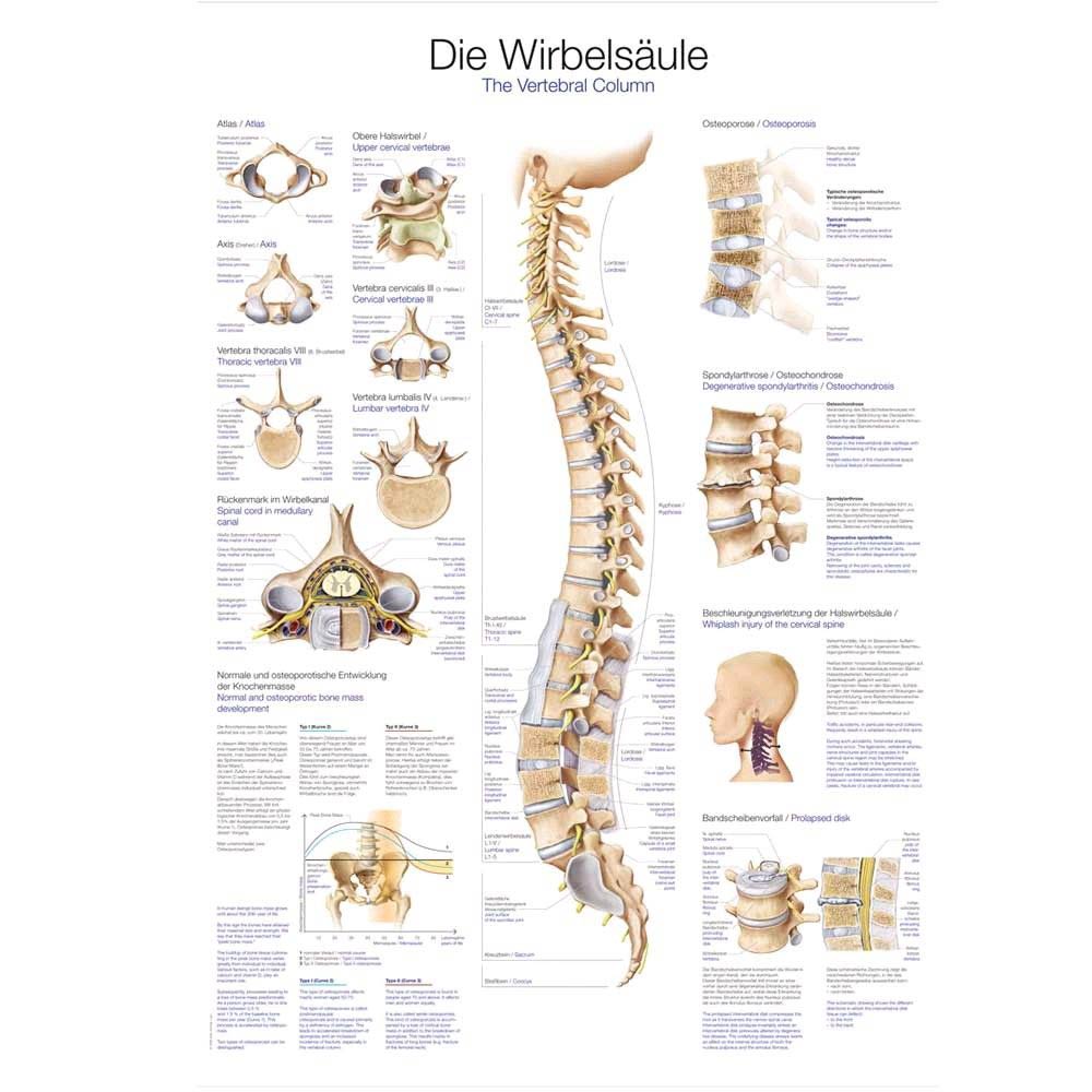 graphic training aid The spine, 50x70cm, Art paper