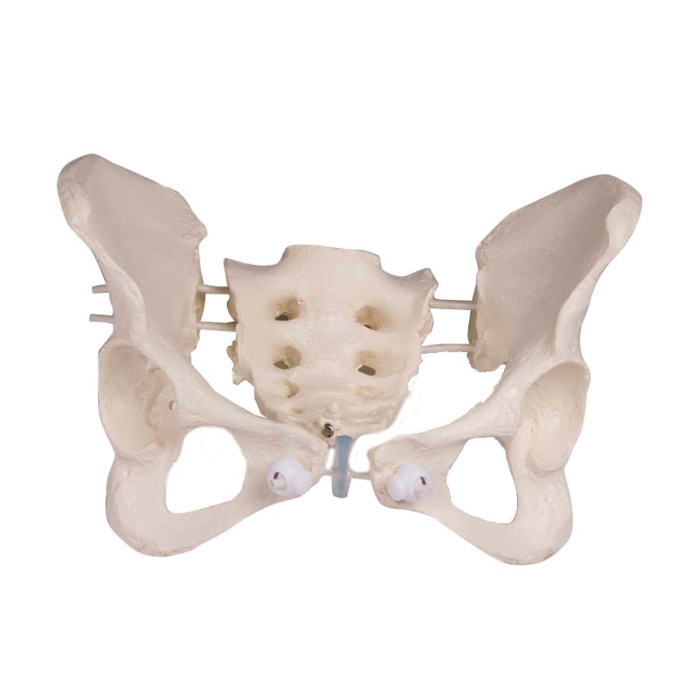 Erler Zimmer Modell - Female Pelvis with Sacrum, Movable