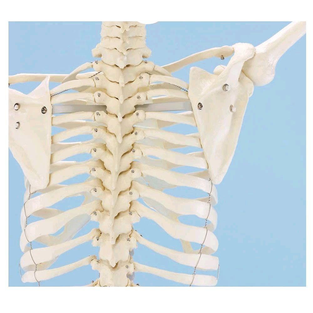 Erler Zimmer full body skeleton, anatomical, 1.76 cm, Skeleton Willi