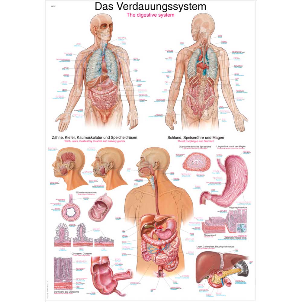 Erler Zimmer Anatomical Chart "Digestive System", 50x70cm