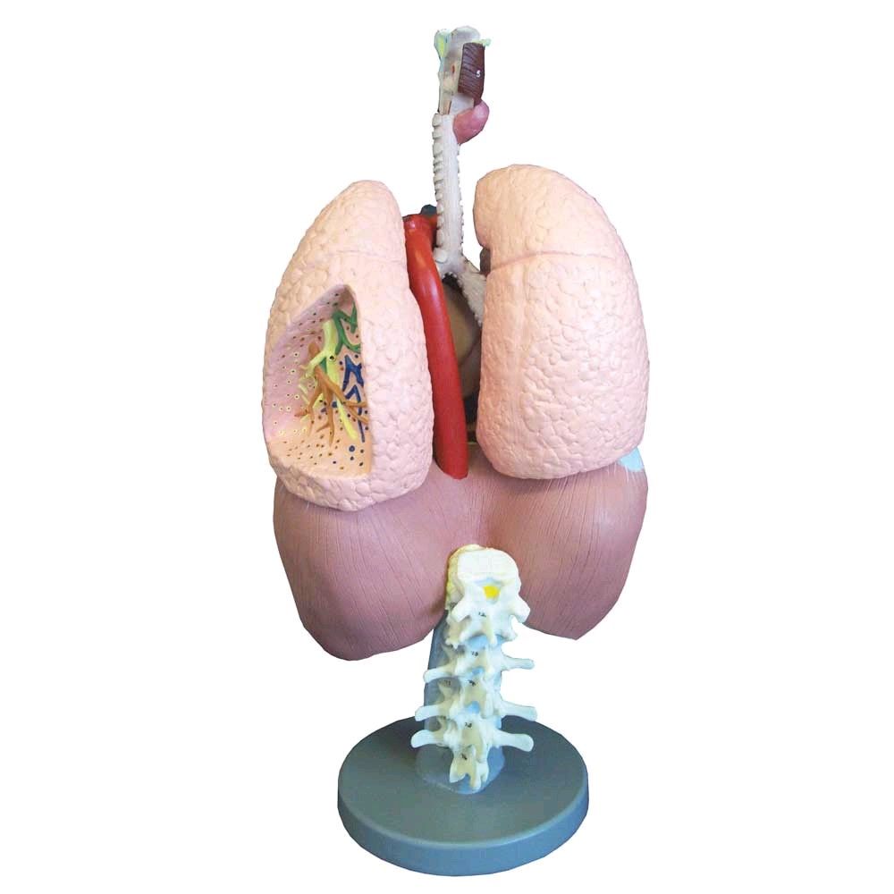 Model of the respiratory system life-size plastic numbered, dismantled