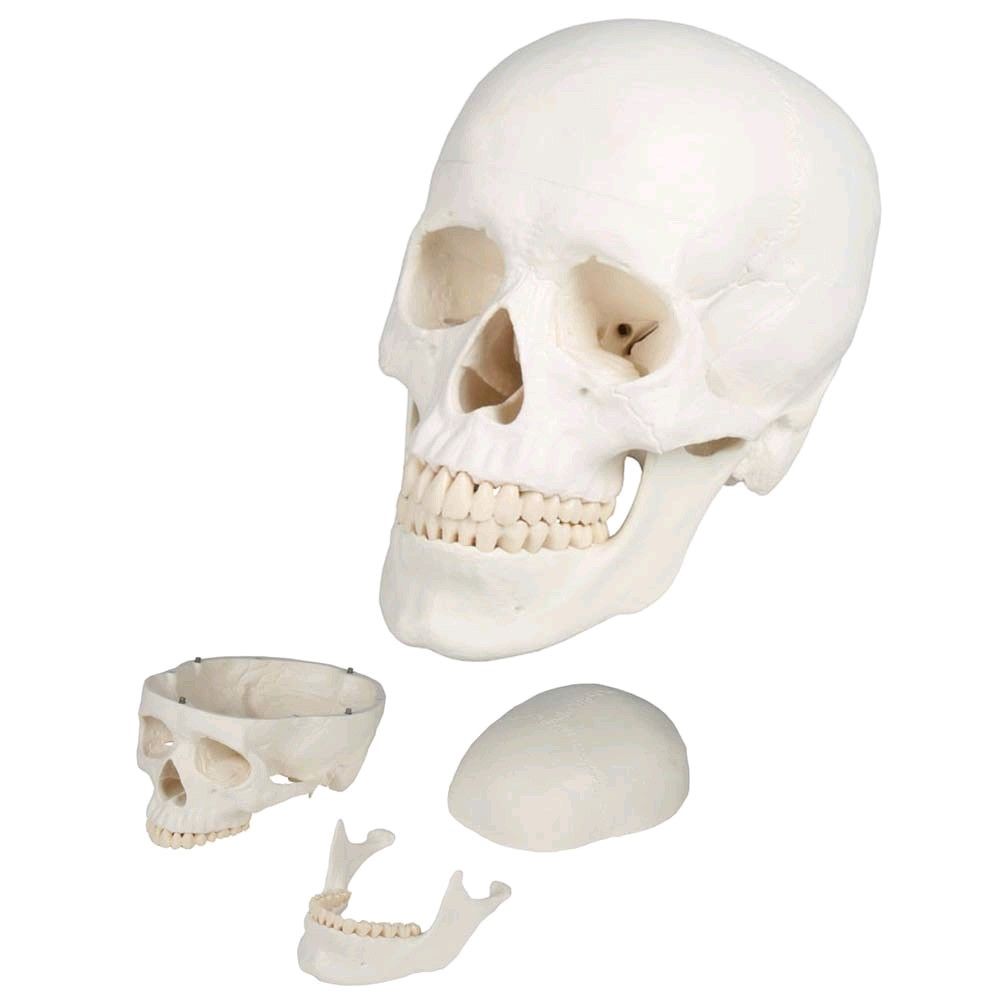 Erler Zimmer Skull model 3-parts, anatomical, skeleton, life-size