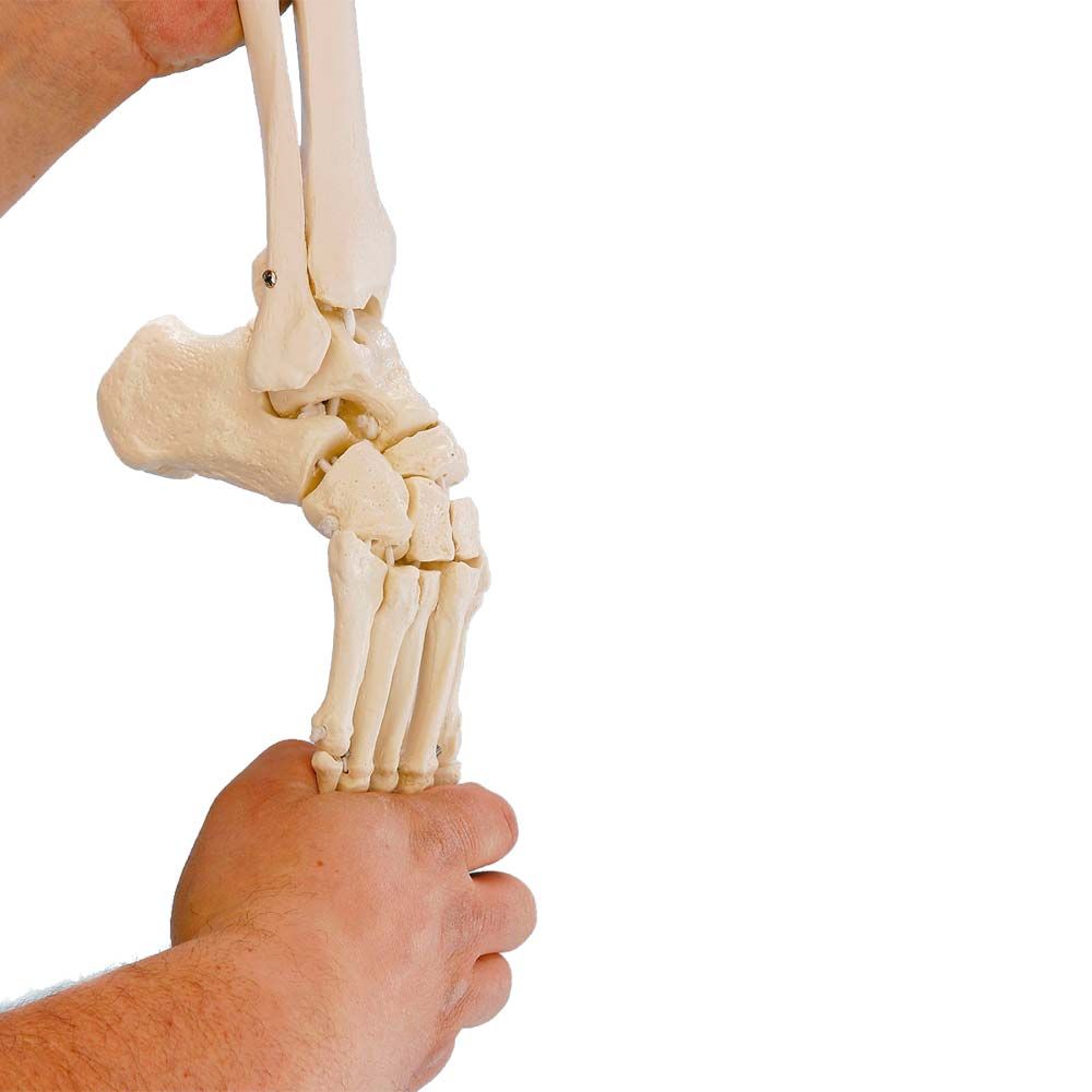 Erler Zimmer Movable Foot Skeleton/Fibula Insertion