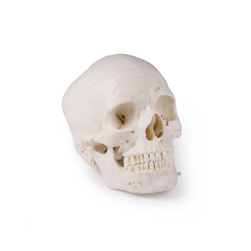 Luxury demonstration skull, 14 pieces, skull model from Erler Zimmer