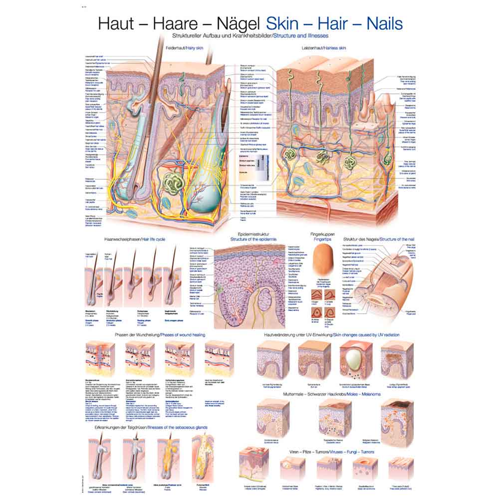Erler Zimmer Anatomical Chart "Skin, Hair, Nails", 70x100cm