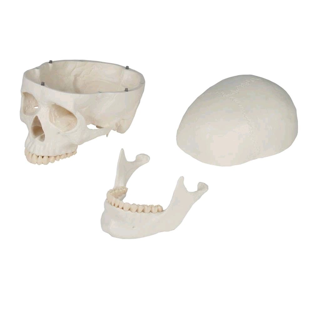 Erler Zimmer Skull model 3-parts, anatomical, skeleton, life-size