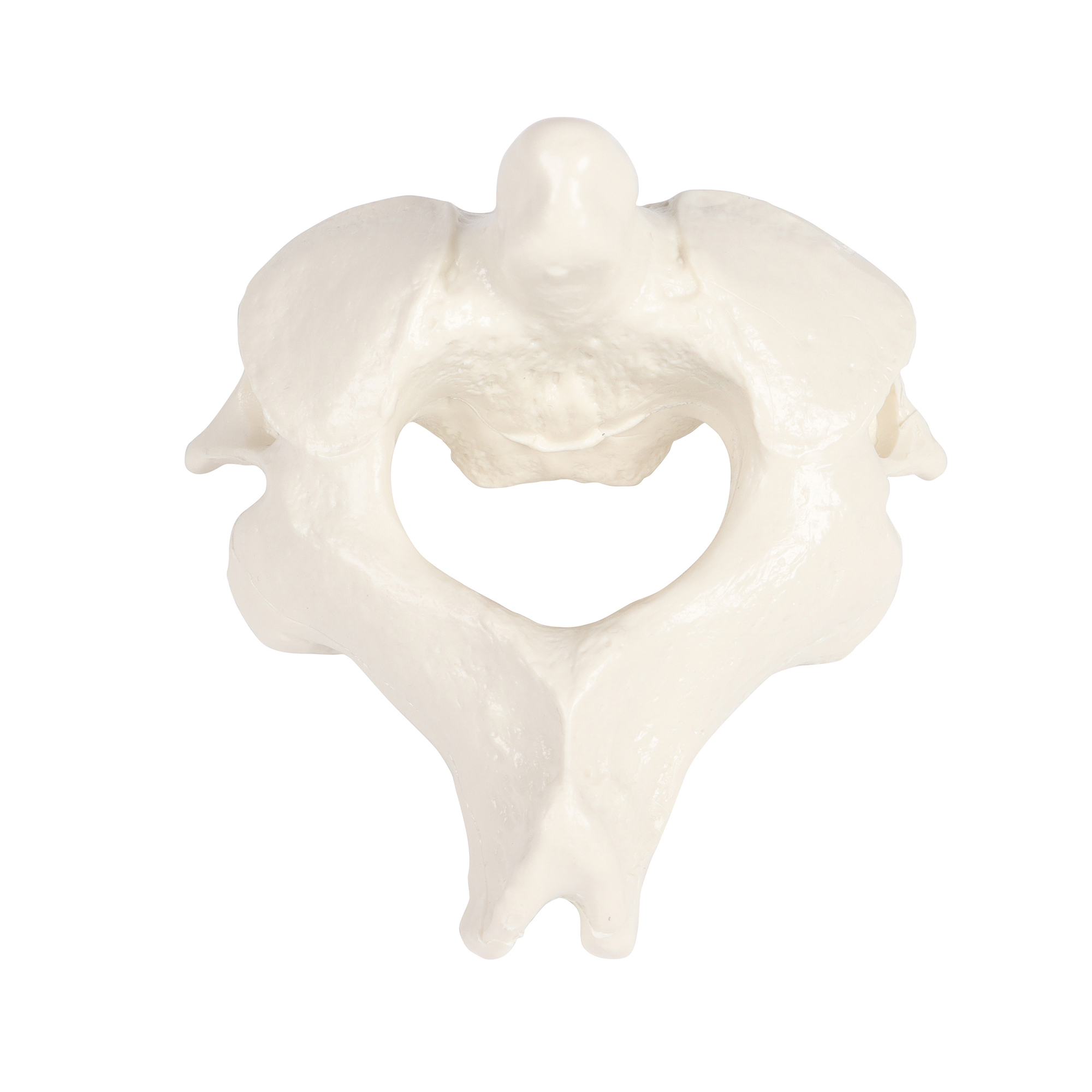 Erler Zimmer Male Vertebral Model, Single, TH2