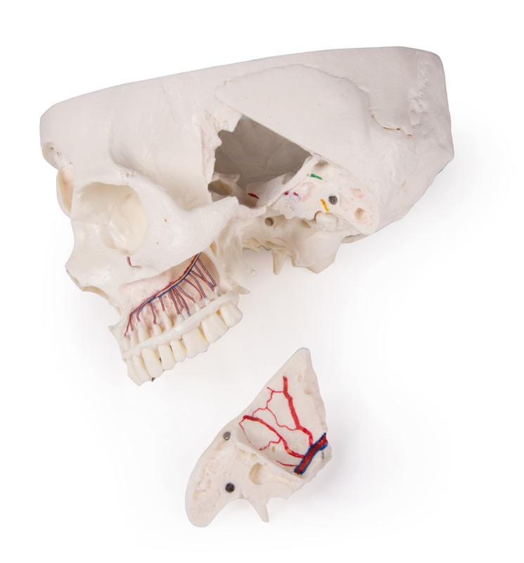 Erler Zimmer Model, Demonstration Skull, 14 Parts