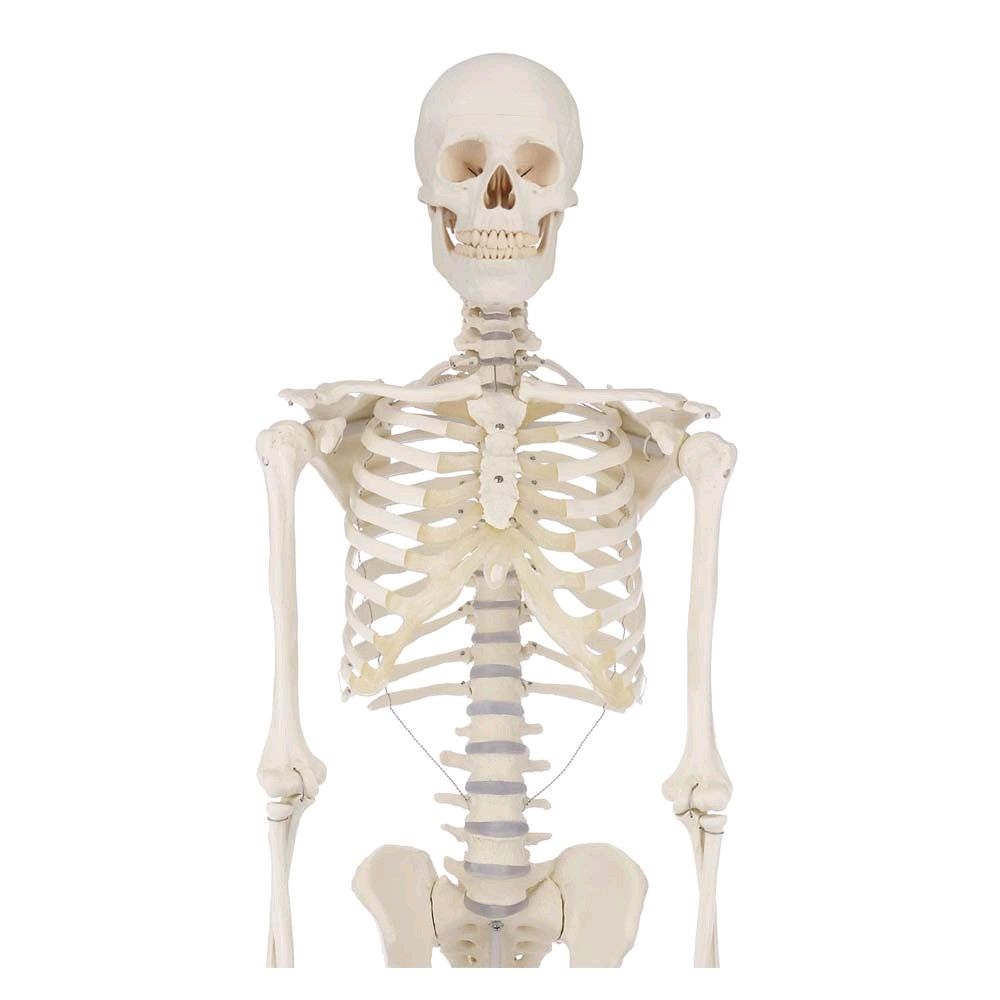 Erler Zimmer full body skeleton, anatomical, 1.76 cm, Skeleton Willi