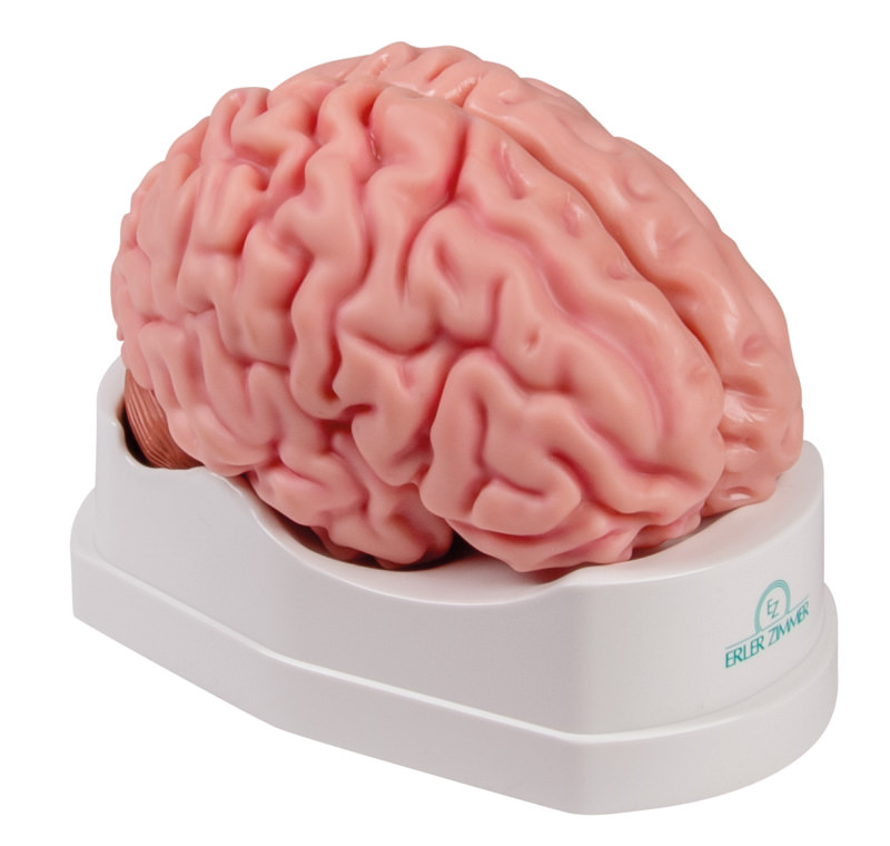 Brain model Erler Zimmer, 5-piece, life-size, incl. Teaching map