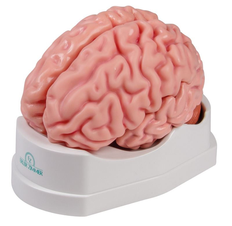 Brain model Erler Zimmer, 5-piece, life-size, incl. Teaching map