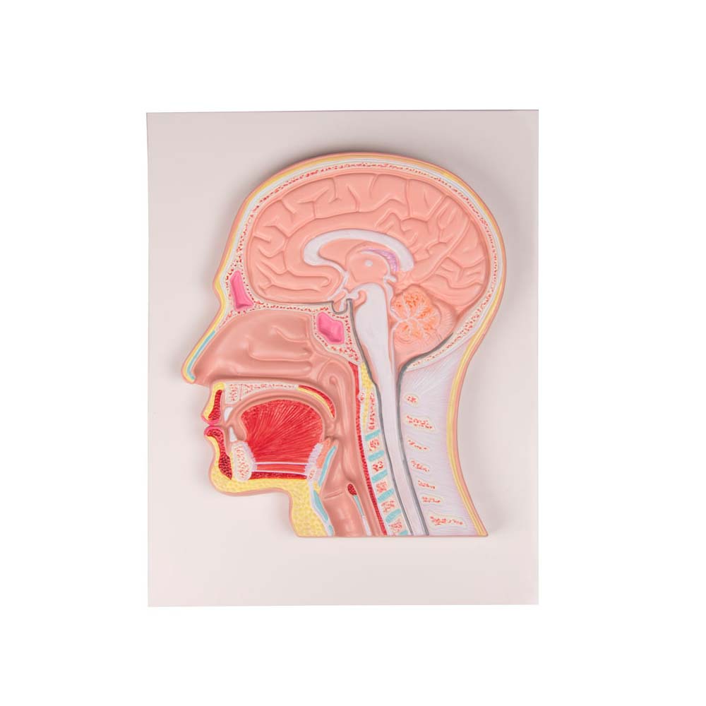 Erler Zimmer Relief Model - Median Section of the Head