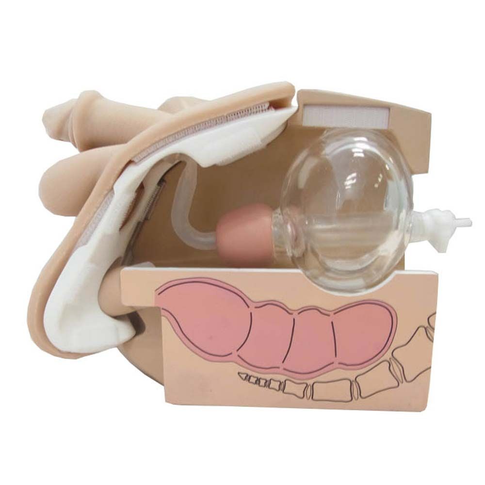 Erler Zimmer Catheterization and Enema Simulator, Male