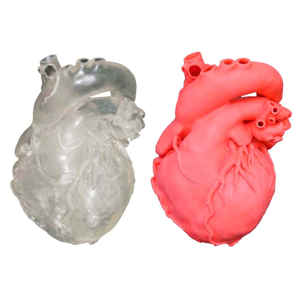 Erler Zimmer Heart Model, Professional, Different Colours
